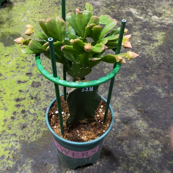 天****AN028橘红色重瓣蟹爪兰