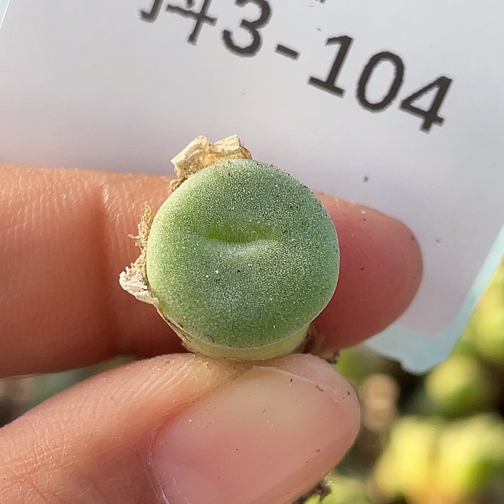 3-104毛钮扣多肉植物