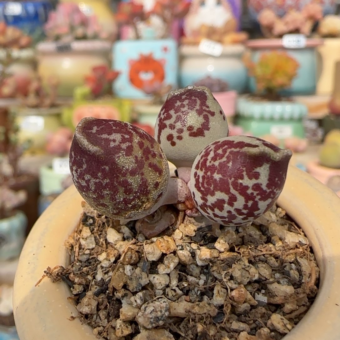 海豹紫丸 一物一拍不含盆