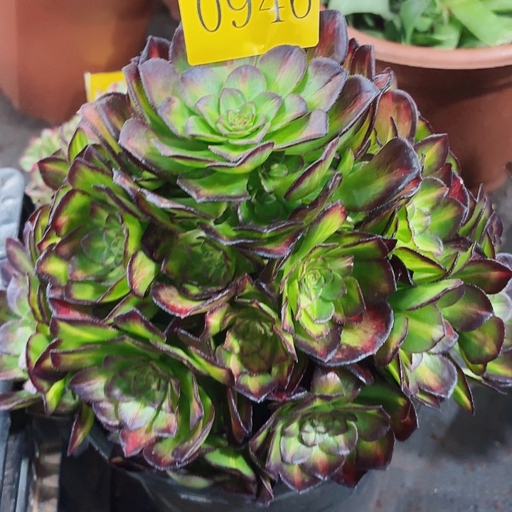 多肉植物海王七彩0946