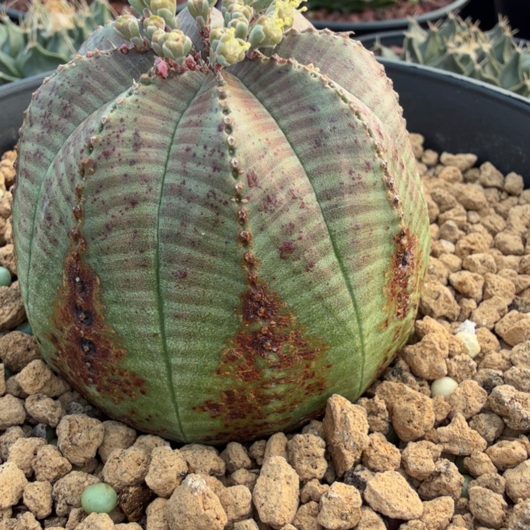 小***祥仙人球一物一拍链接