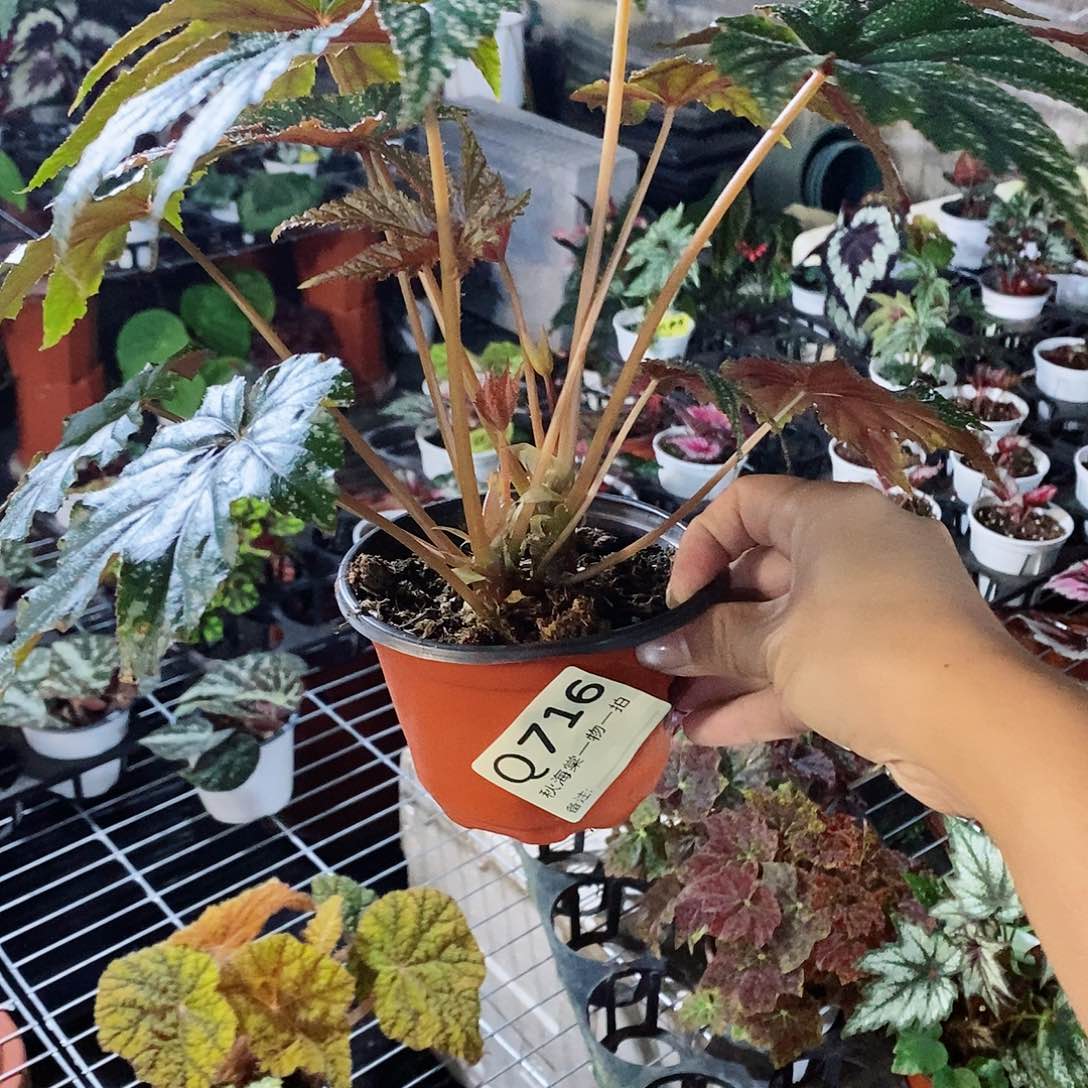 不开花植物那*儿秋海棠716