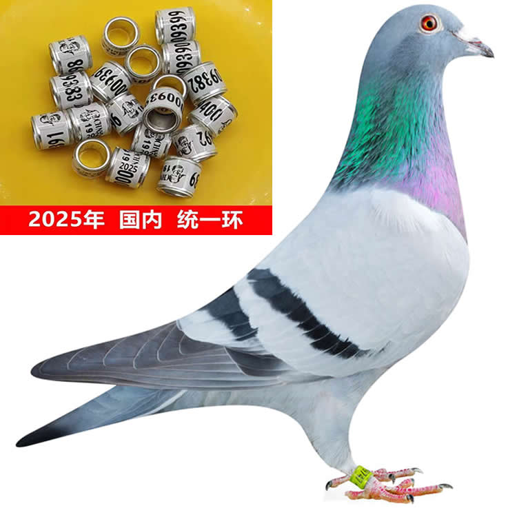 信鸽成绩鸽信鸽足环