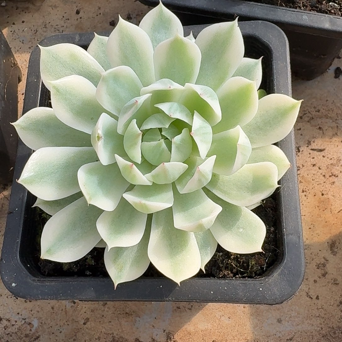 风声锦一物一拍感觉