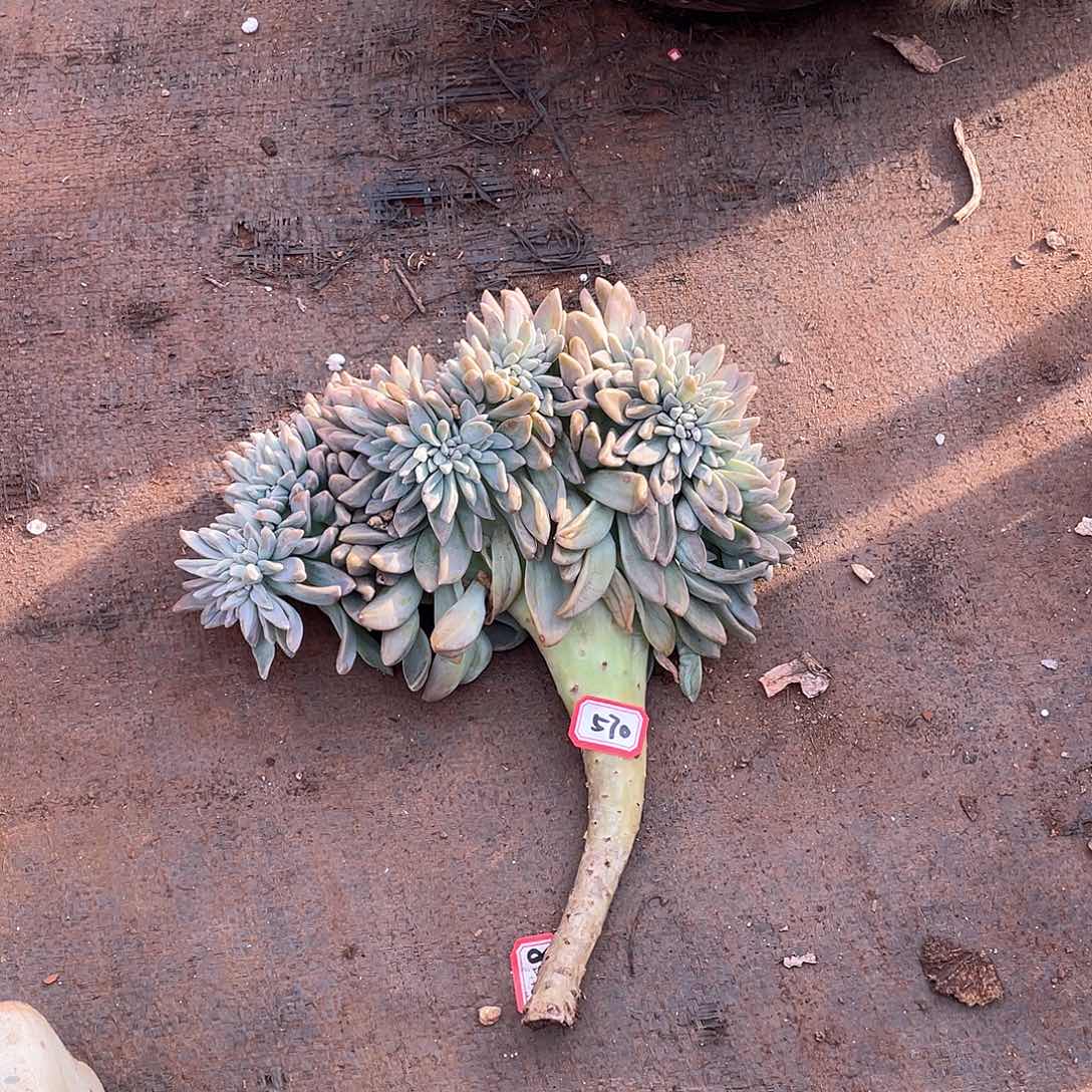 570淡雪缀 一物一拍多肉