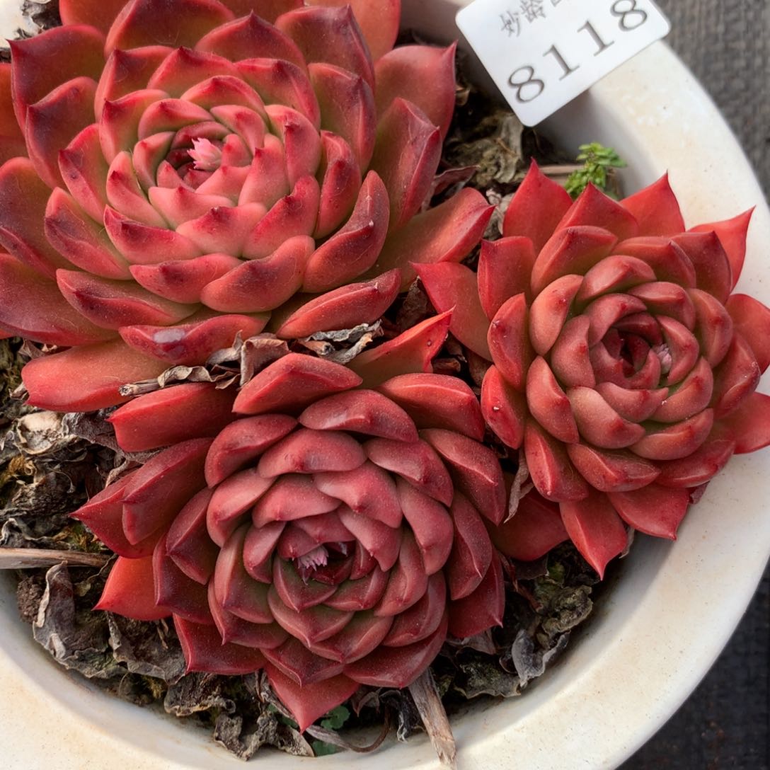 8118杂交多肉老桩