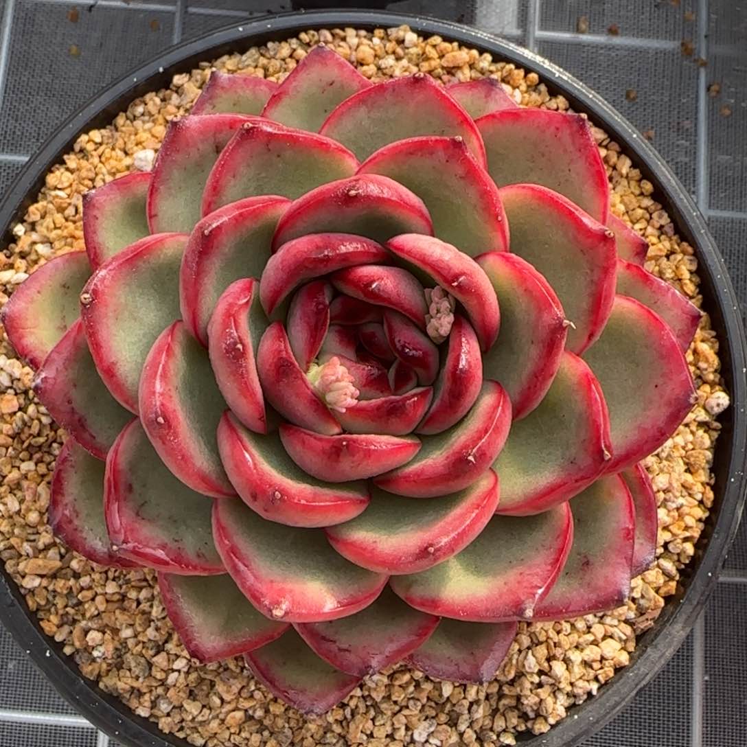 从前慢花园精选多肉万宝龙