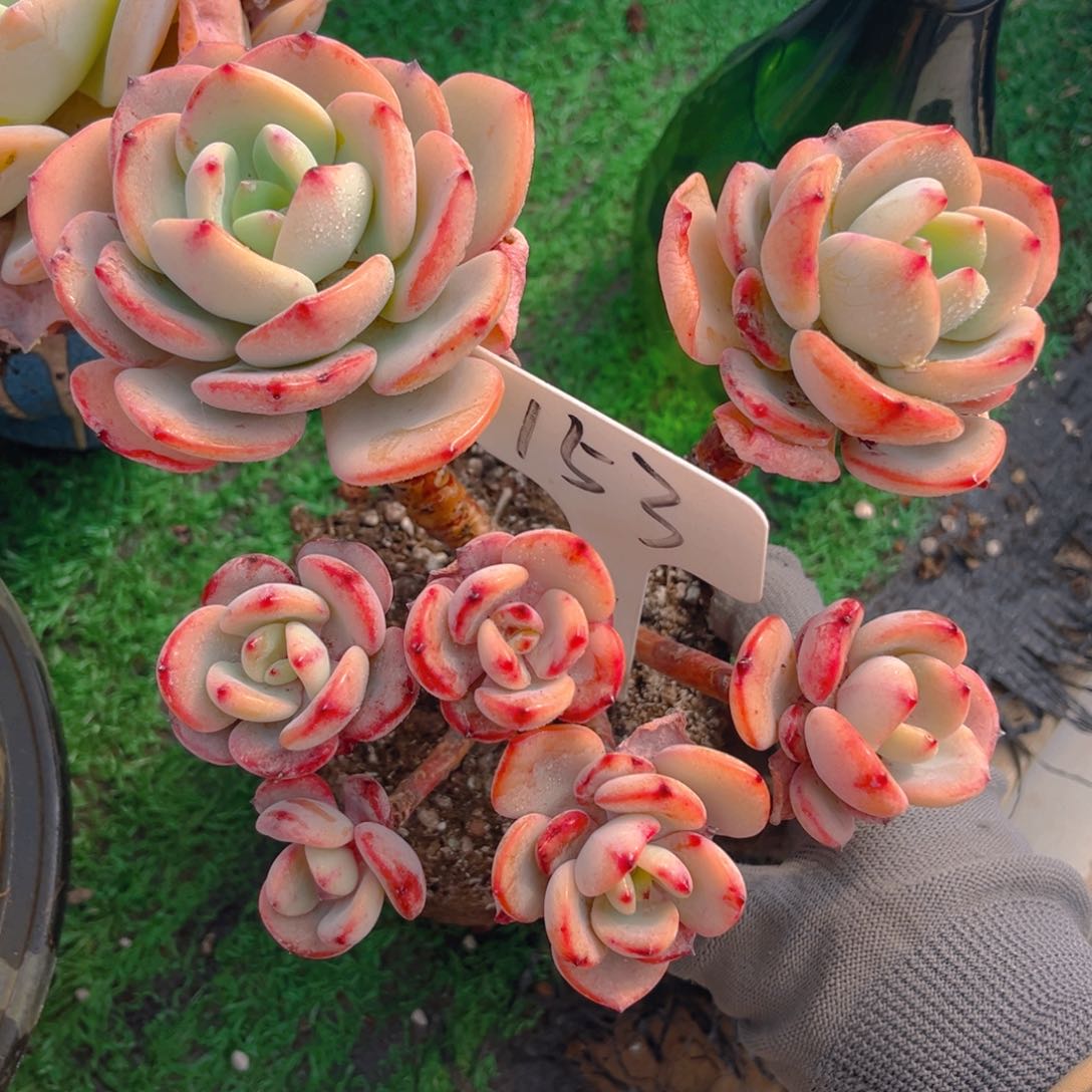 流**猫153dfhjjjjjjjjj