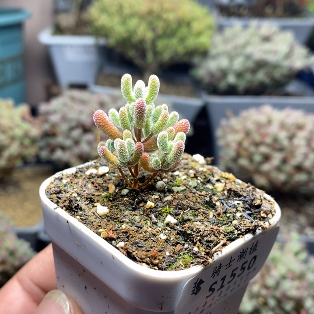 1550实生精控优选冰晶