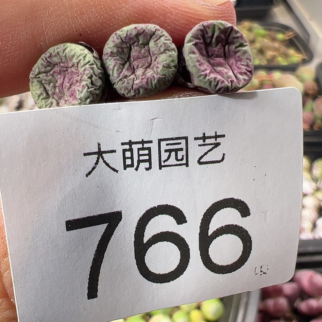 一物一拍。        766