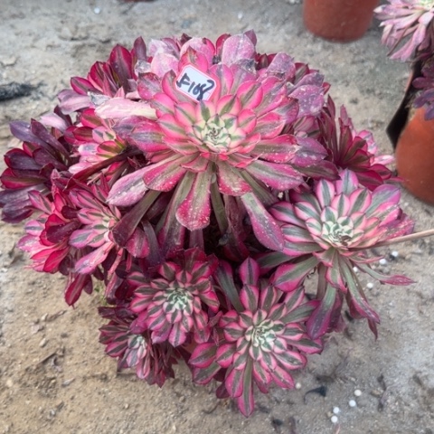 5-108红铜处理不售后多肉