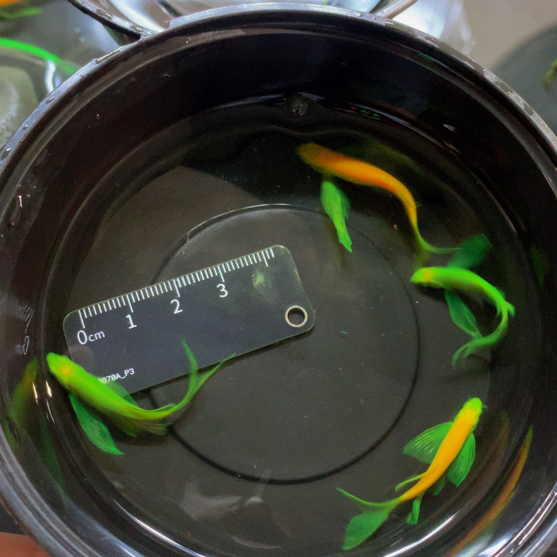 斑马鱼中号碟翼斑马2龙凤2翡翠（3.5-4厘米）