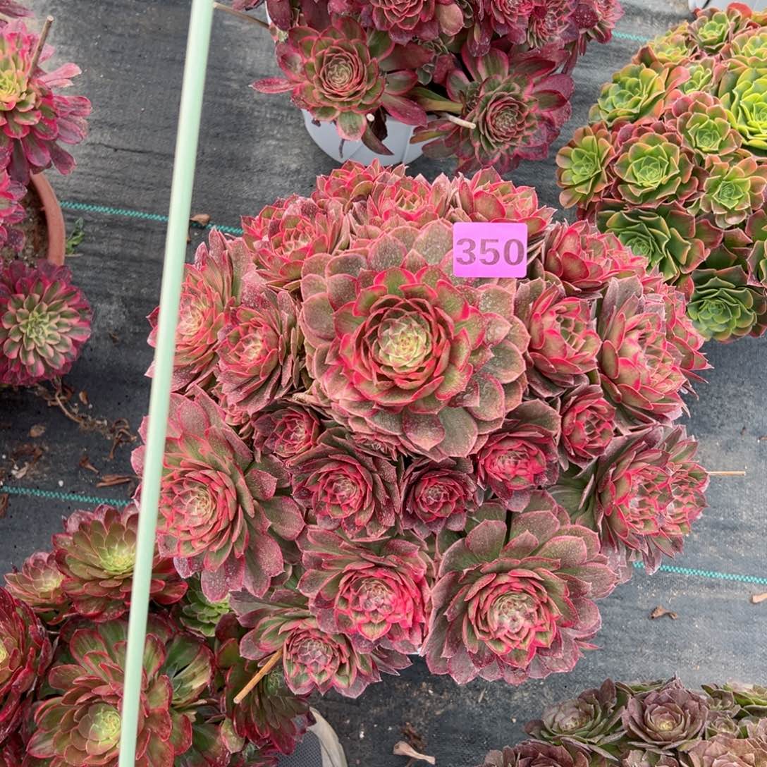 350莲花座法师多肉植物