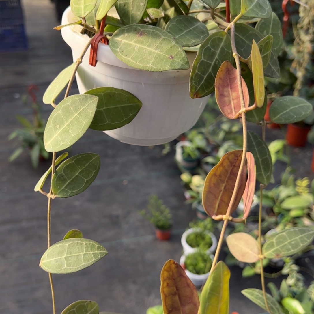 a***ᴺ无花朵椭圆叶球兰