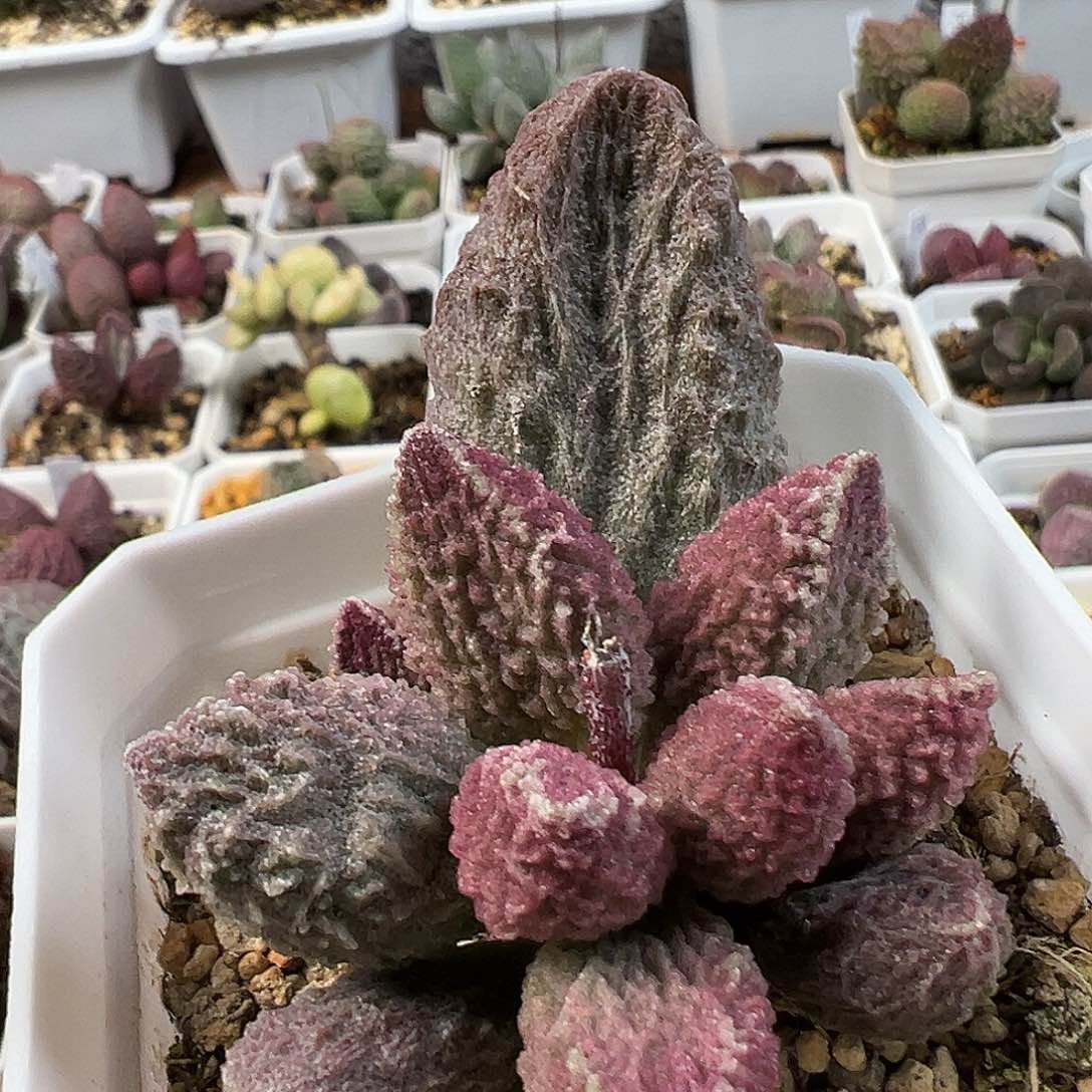 苍龙多肉水泡植物
