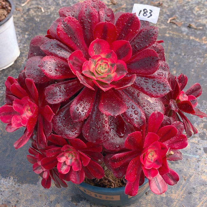 183美杜莎精品法师多肉