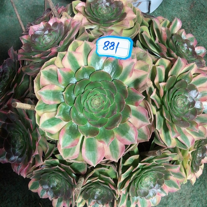 881雨荷多肉法师