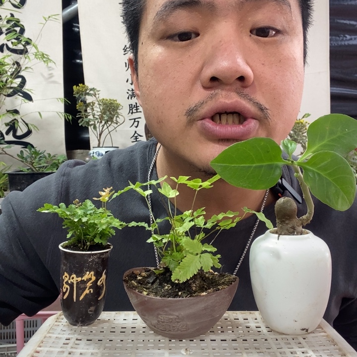 以实际为准盆景绿植盆栽192