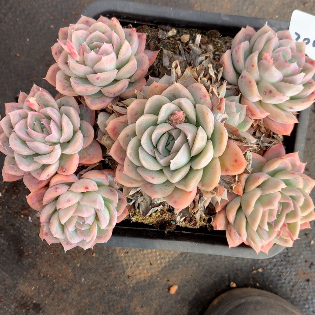 2004杂交多肉老桩