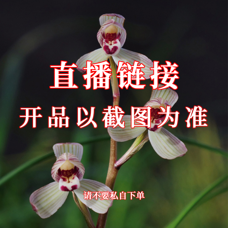 30浓香型兰花绿植盆栽适合客厅阳台种植好养花卉