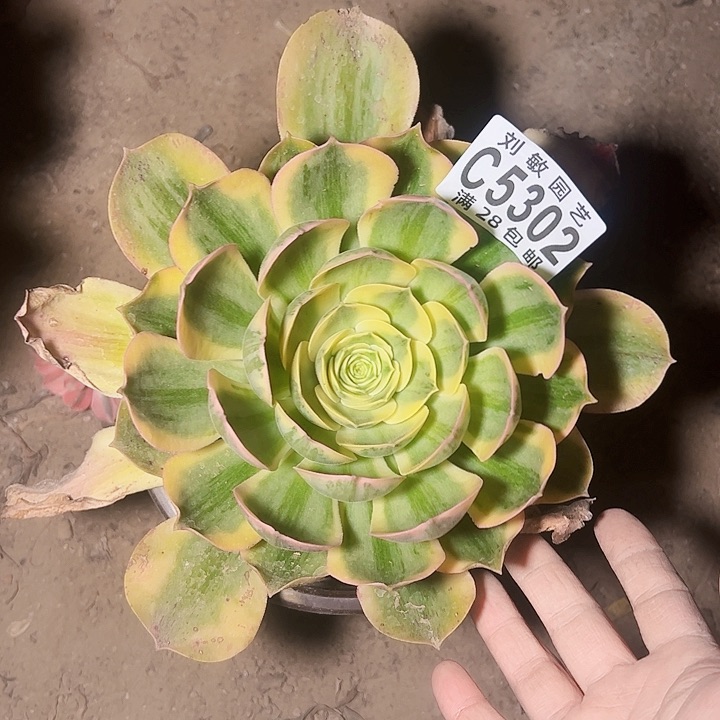 白锦多肉植物法师5320