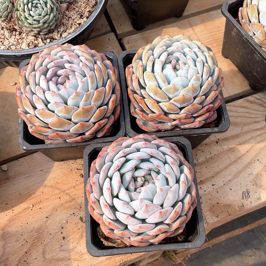 鸟****翔多肉植物多肉植物