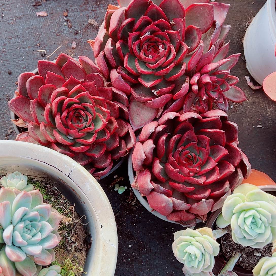 野马冬云大单头精品特价三盆