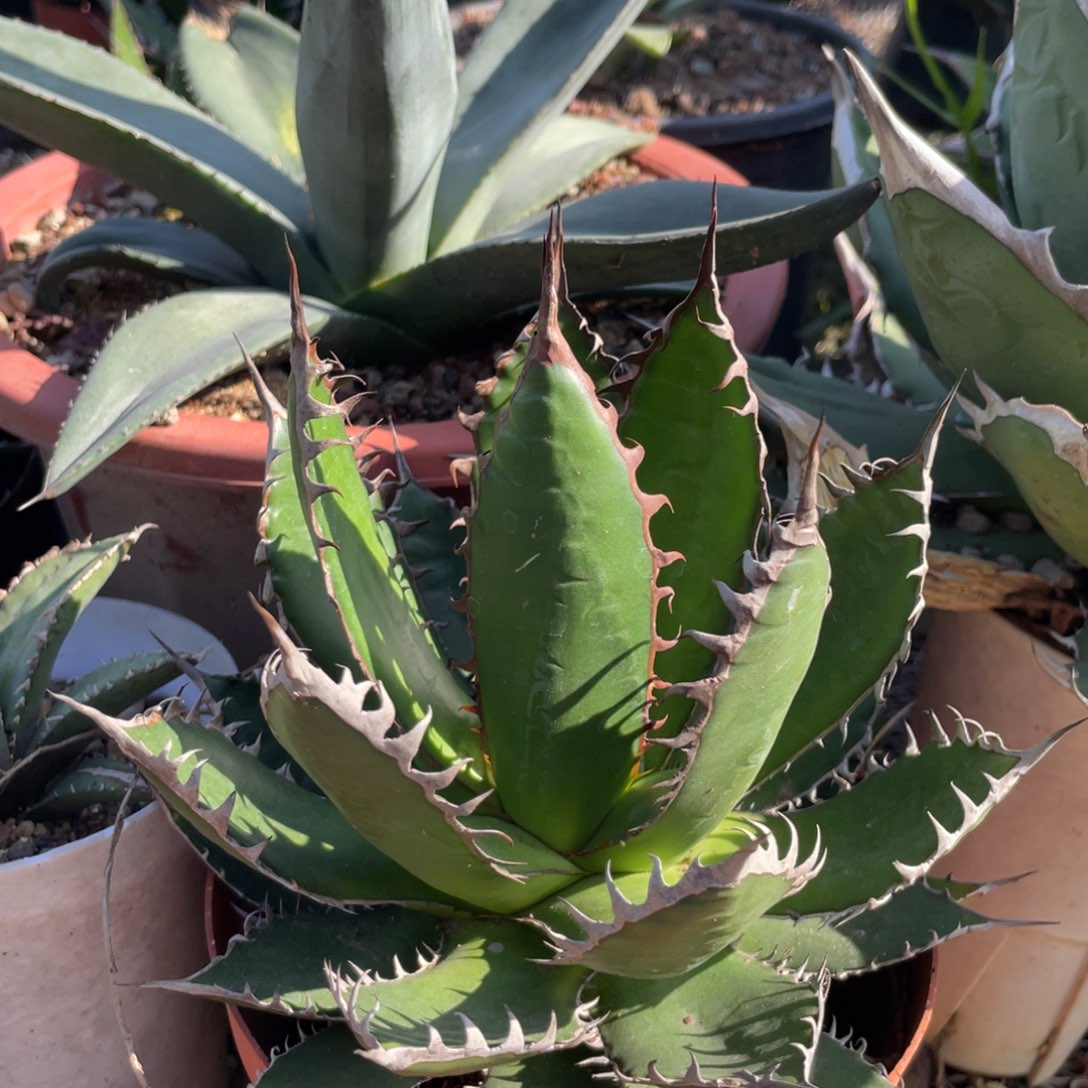 无花朵强密刺霍利达