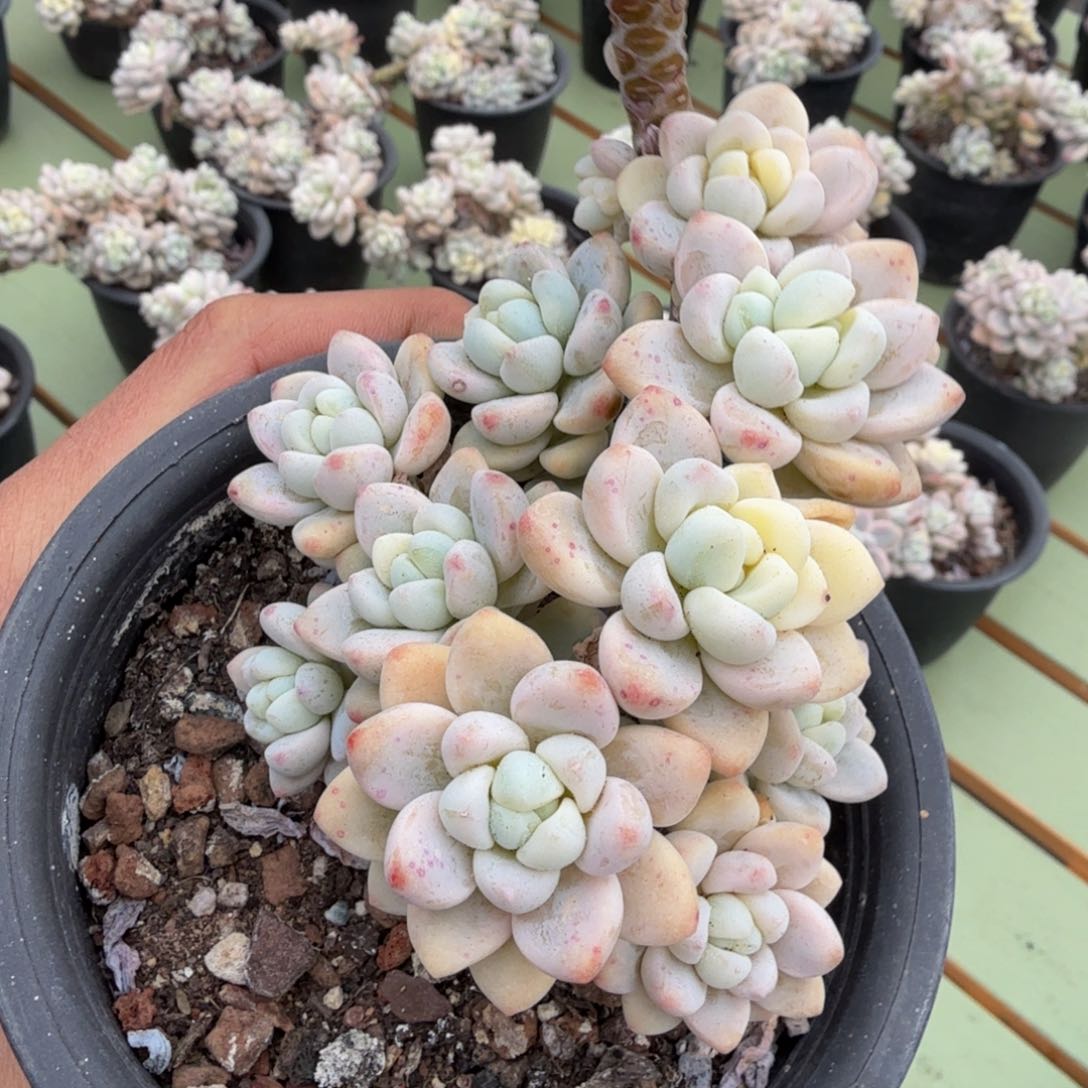 锦上园艺劳尔锦锦