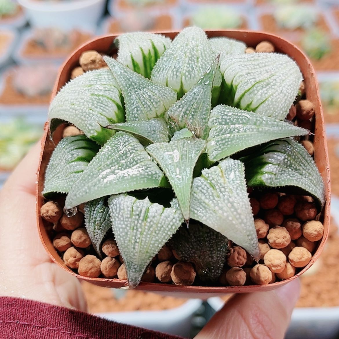 【闪购商品】吕之星