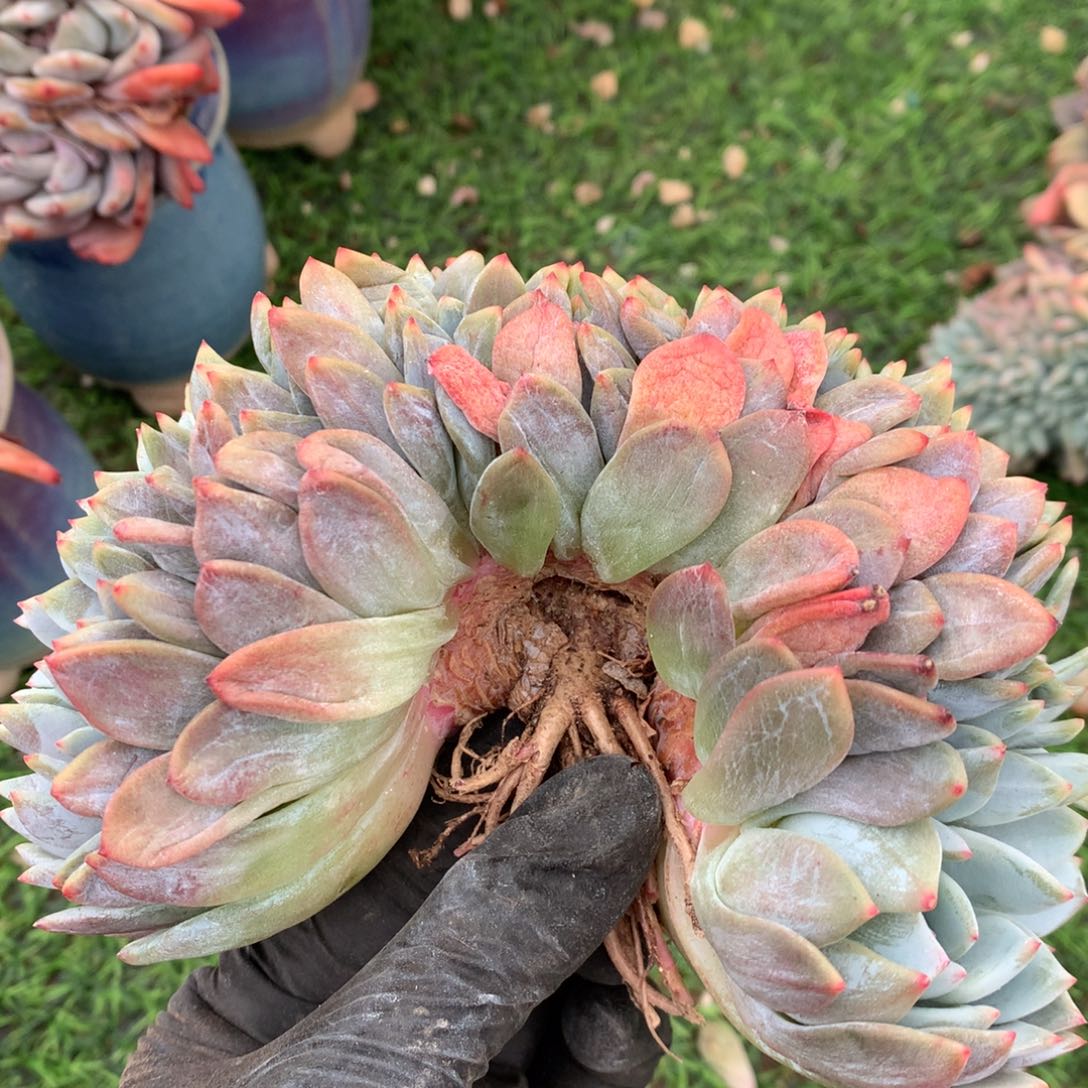 陈*晨陈晨晨有瑕疵不售后000000