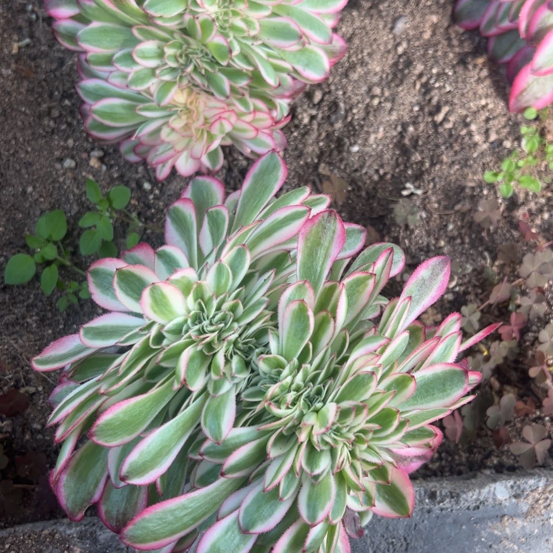 倾城缀多肉植物法师