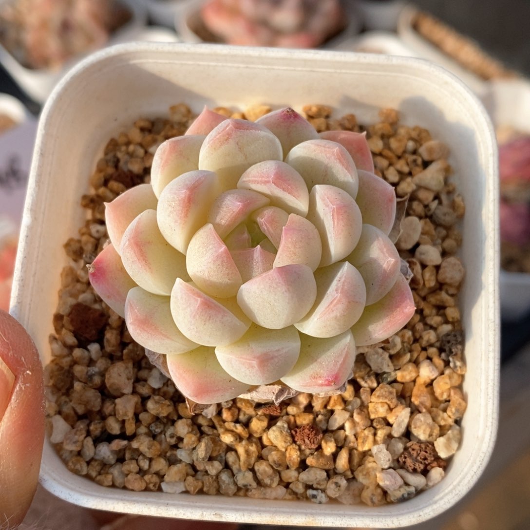 精品多肉一物一拍1