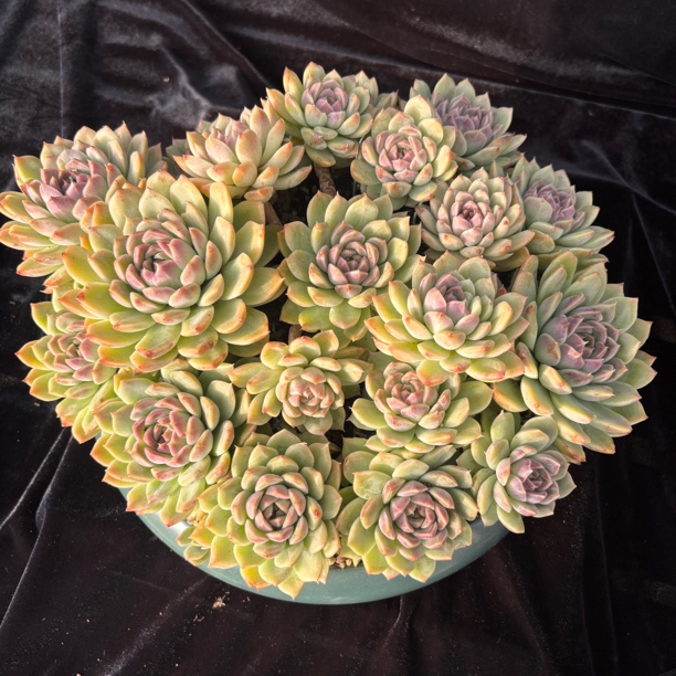 精品多肉一物一拍紫萝莉无砍大老桩群