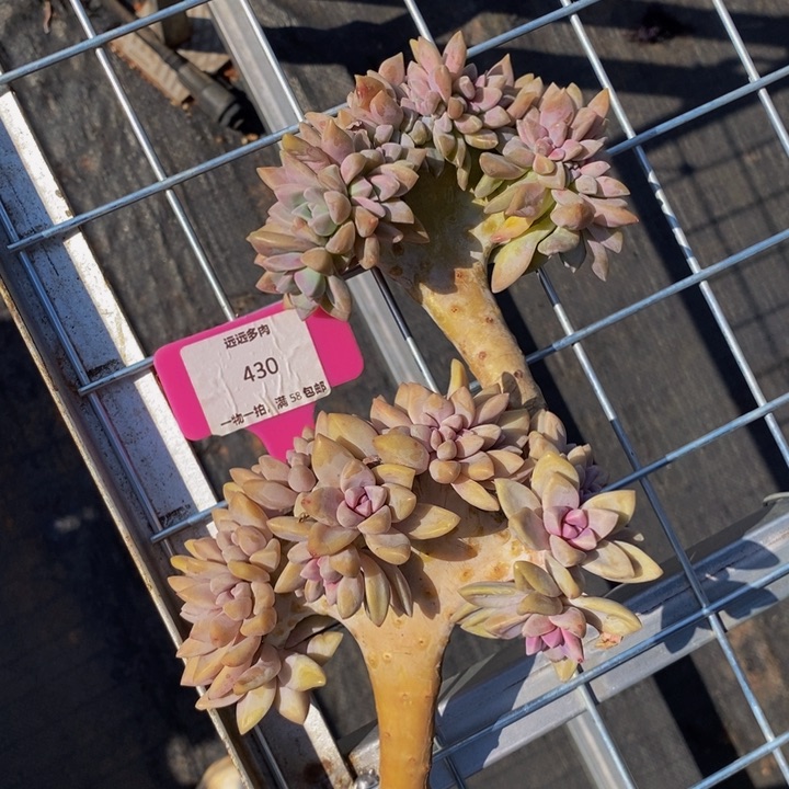 430淡雪缀2颗肉肉肉肉