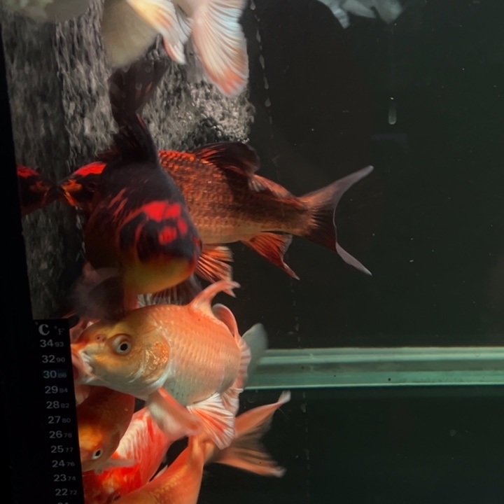 海水鱼梨*精品蝴蝶鲤
