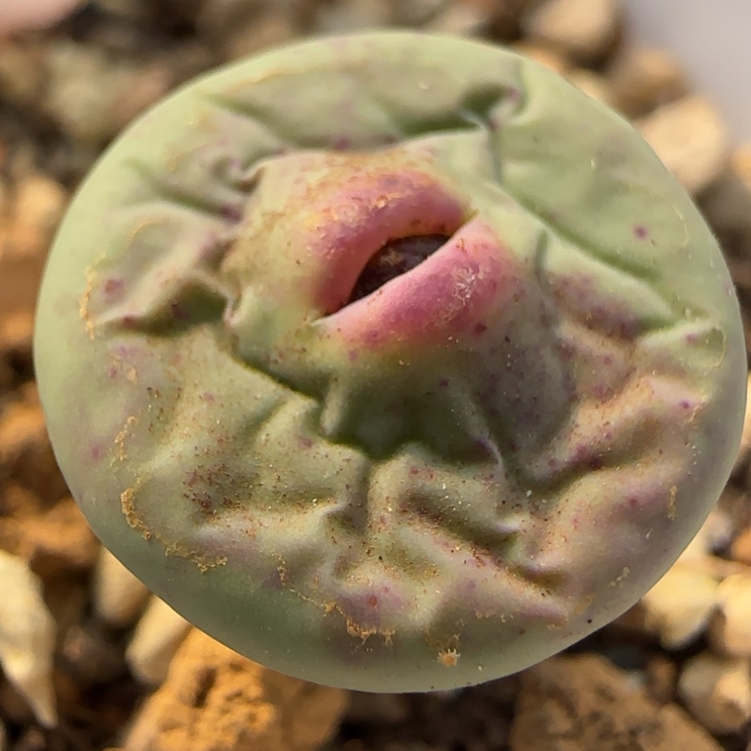 四***月多肉植物外播DOWS嘴 25号