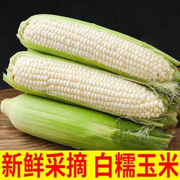 东北农家小院新鲜粘苞米 白色粘玉米6-10穗  顺丰包邮