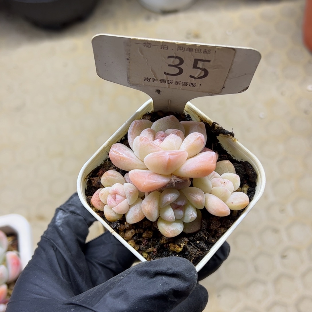 红陶小****g35号多肉植物