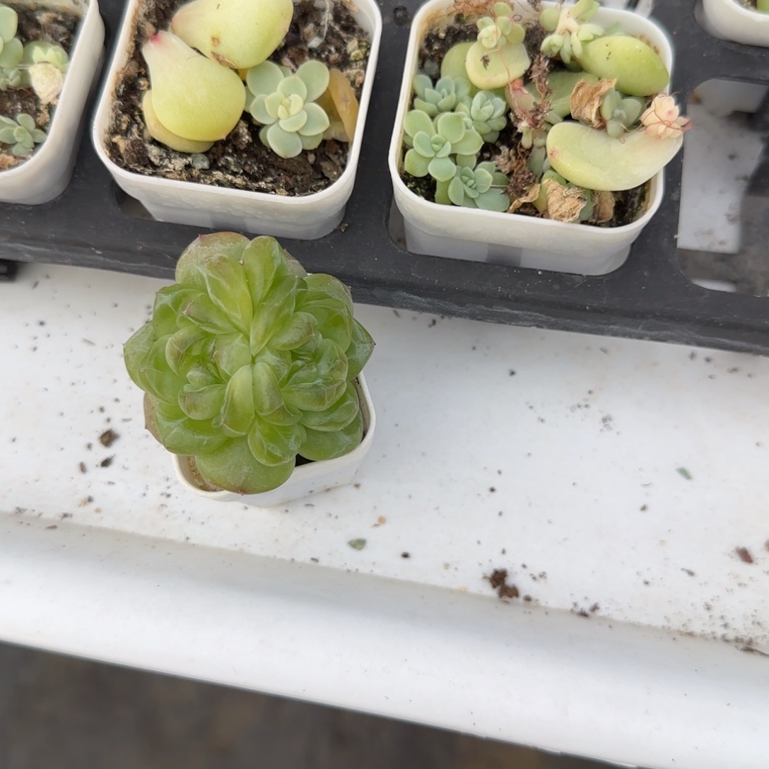 陈***）2344 一个满20包邮