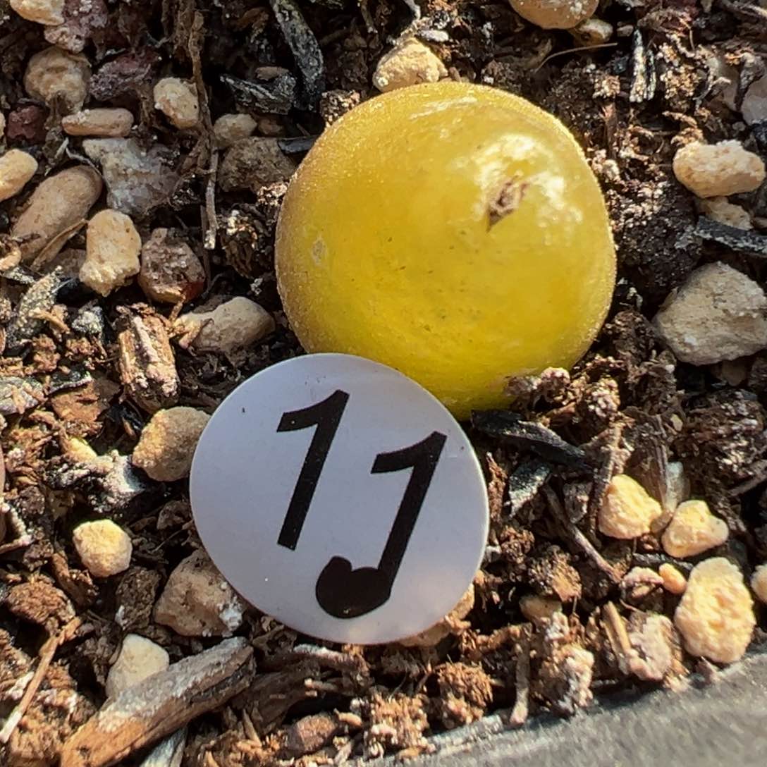 多肉植物1111111111111