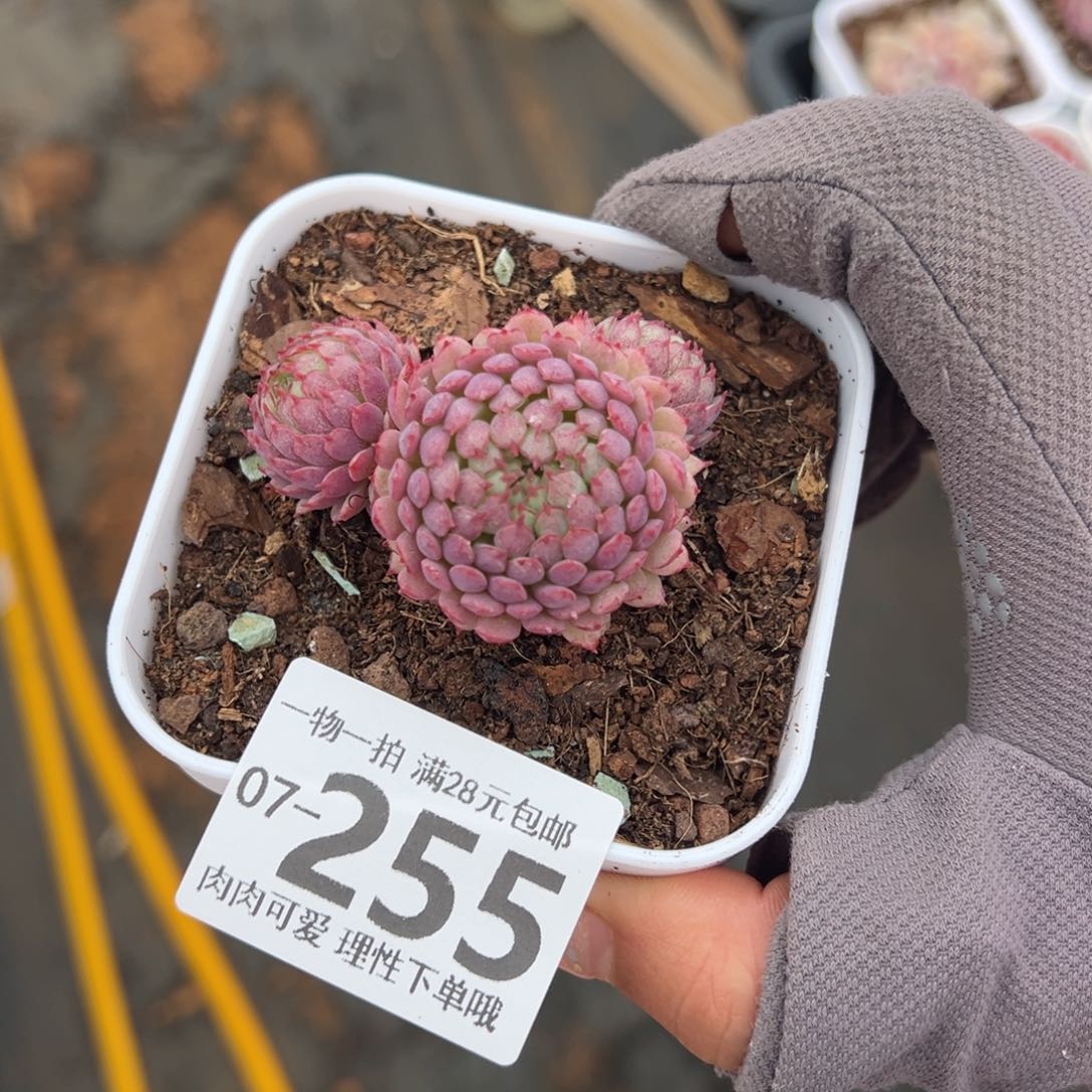 小红衣多肉多肉多肉多肉