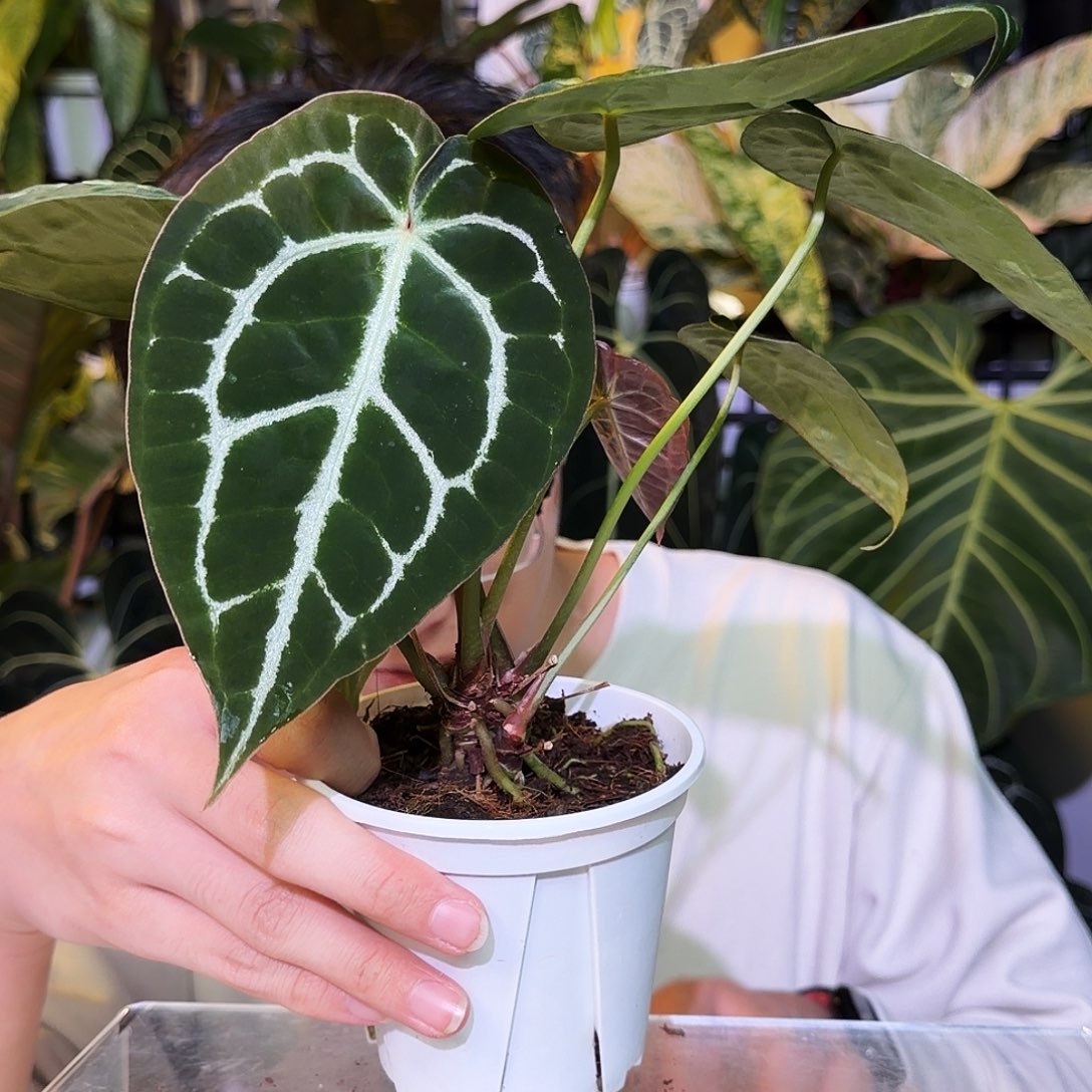 完全开放R185黑水晶