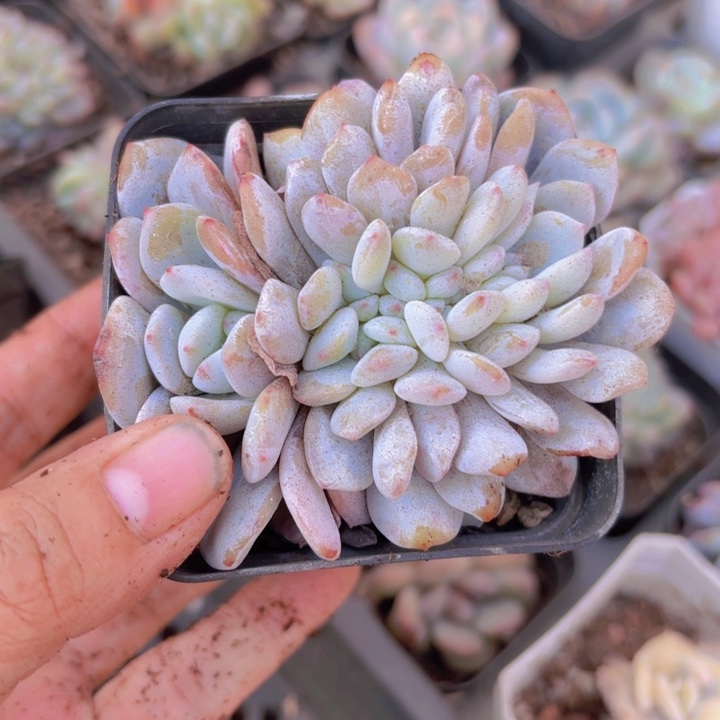 梦露缀65盆一颗发货