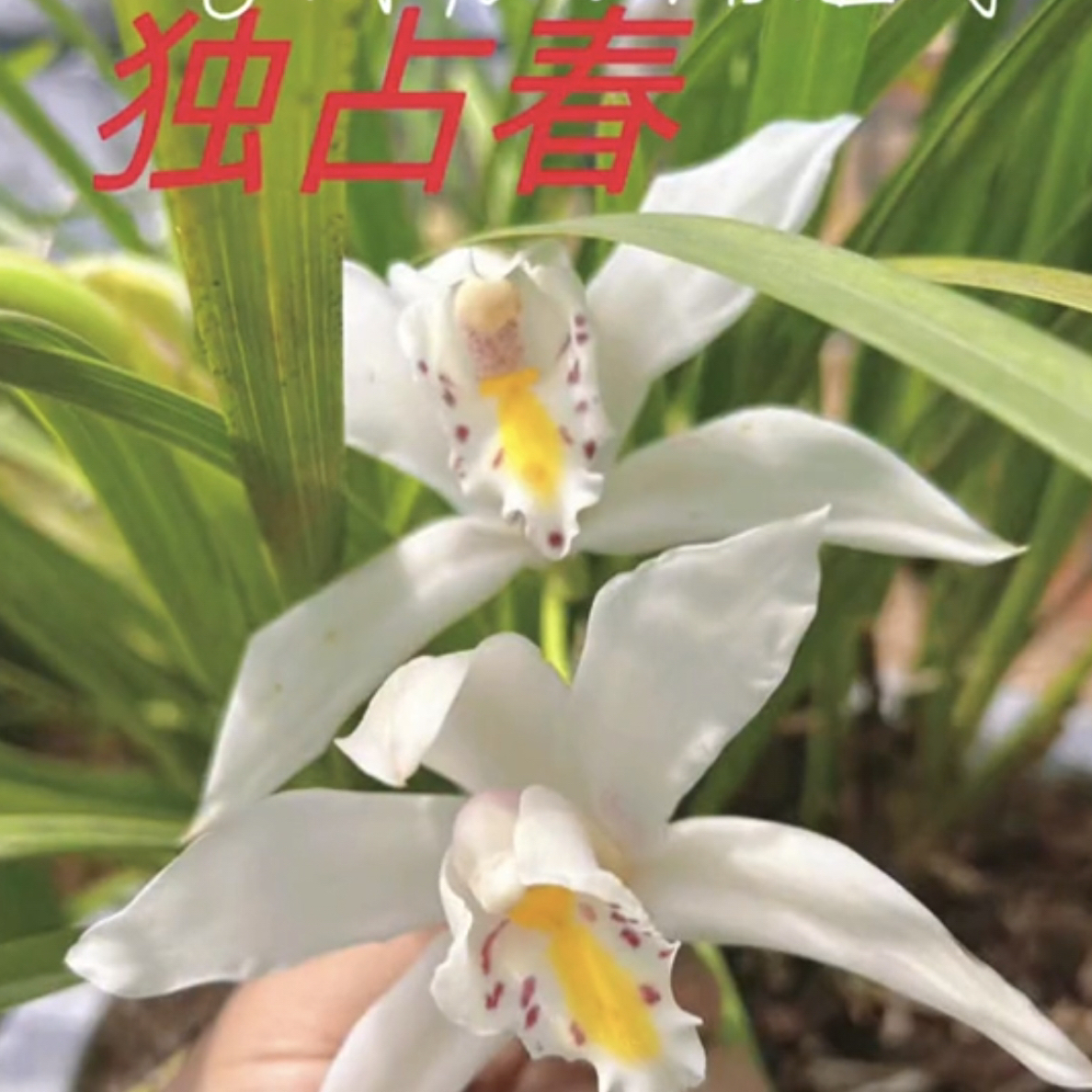 独占春虎头兰盆栽