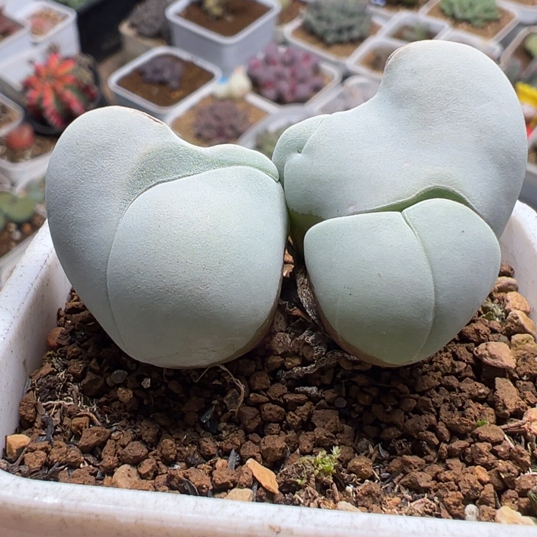 白魔多肉植物盆栽栽培