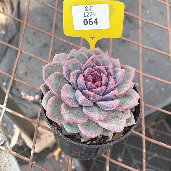 阳*1229064孤品插排