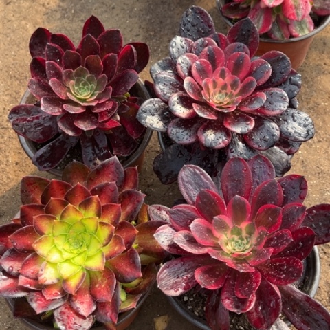 622多肉植物组合