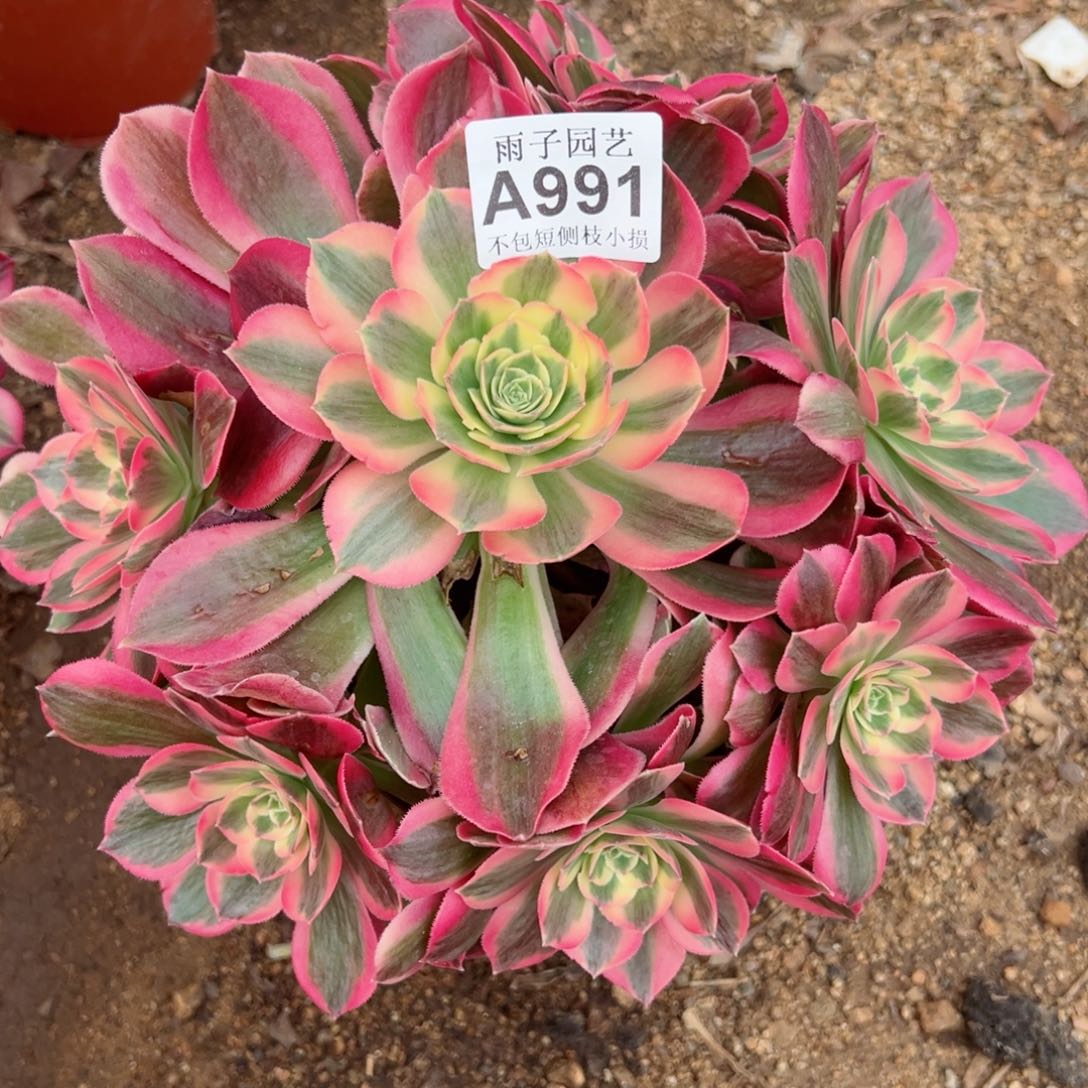 991粉女巫尺寸23左右有干巴处理