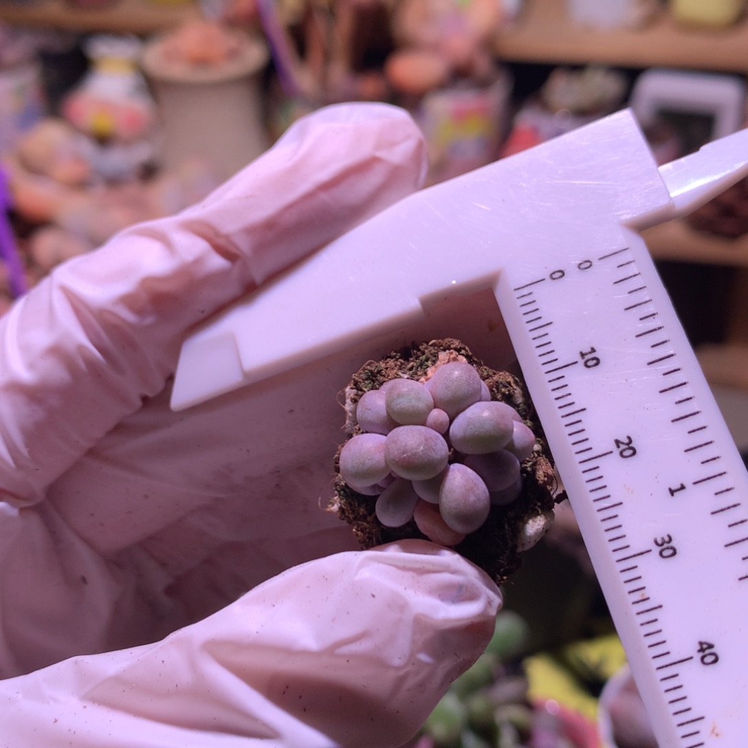 汤圆奶酪多肉汤圆群生